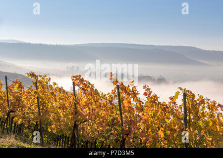 In autunno il clima con la vitivinicoltura sul Wartberg vicino a Heilbronn, Baden-Württemberg, Germania Foto Stock