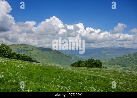 Distese prative con fiori di narciso sotto un cielo blu con nuvole. Foto Stock