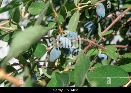 Caprifoglio blu nel giardino, lonicera. Gooseberries su un ramo. Bacche crescenti nel giardino. Foto Stock