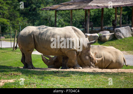 Paio di rinoceronte in polvere Foto Stock
