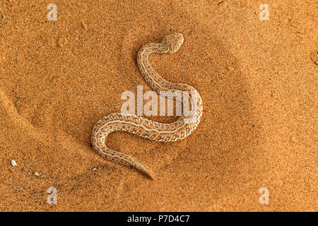 Péringuey il sommatore (Bitis peringueyi) nella sabbia, Namib Desert, Namibia Foto Stock