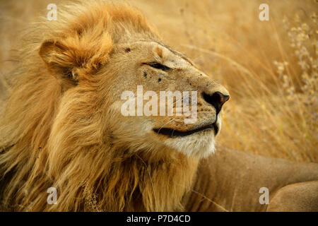 Lion (Panthera leo), maschio, animale ritratto, Moremi National Park, riserva Moremi, Okavango Delta, Botswana Foto Stock