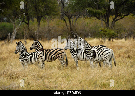 Gruppo del Burchell zebre (Equus quagga burchelli), Moremi Game Reserve, Okavango Delta, Botswana Foto Stock