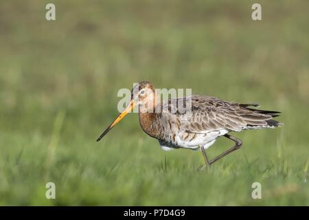 Nero-tailed godwit (Limosa limosa), camminando attraverso il prato umido, Texel, West Isole Frisone, provincia Olanda Settentrionale Foto Stock