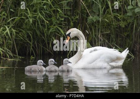 Cigno (Cygnus olor) Nuoto con pulcini, Hesse, Germania Foto Stock