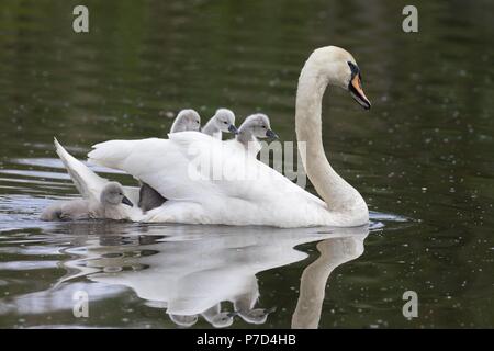 Cigno (Cygnus olor) Nuoto con pulcini, Hesse, Germania Foto Stock