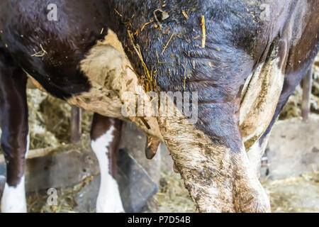 Il motley, in bianco e nero di mucche stand nel granaio. La mammella della vacca close-up. Il letame e paglia e concime sul campo. Rural dairy farm in Europa. Foto Stock