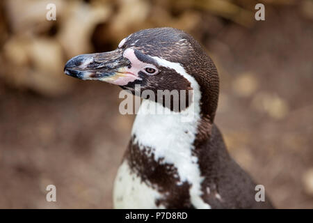 Pinguini Humboldt (Spheniscus Humboldti), animale ritratto, captive, Germania Foto Stock