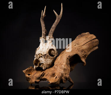 Weathered cervi cranio, nero lo sfondo dello specchio Foto Stock