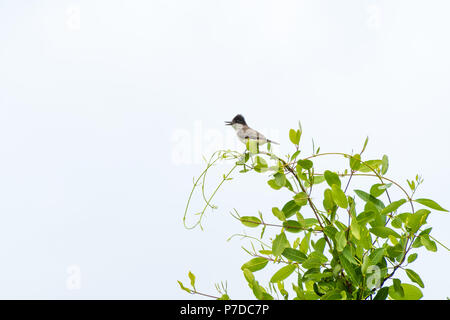 Un solitario Kingbird orientale appollaiato su un treetop al di sopra di un laghetto in Giamaica. Foto Stock