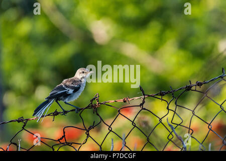 Chiudere in su su una Northern Mockingbird arroccato su un barbiglio wired recinzione in Giamaica. Foto Stock