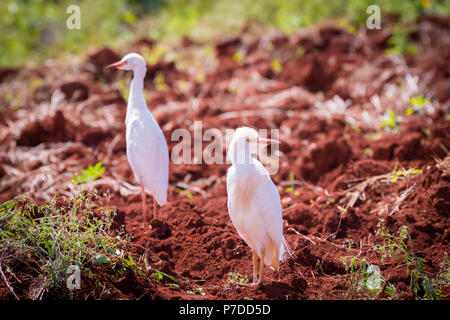 Due Guardabuoi stand su un nuovo campo arato in St Elizabeth, Giamaica Foto Stock