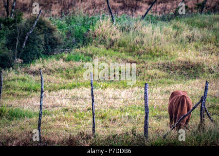 Singola vacca marrone con la testa in giù, occupato di pascolare su erba all'interno recintato terreno coltivato nelle zone rurali la Giamaica. Foto Stock