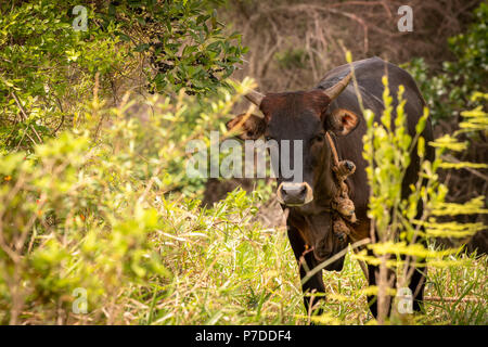 Un adulto mucca marrone in piedi in campo con la corda attorno al suo collo guardare dritto verso la fotocamera. Foto Stock