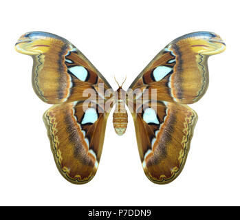 La più grande farfalla notturna in Thailandia. Atlas moth o Attacus atlas è una grande farfalla saturniidae moth trovati in tropicale e subtropicale fores Foto Stock
