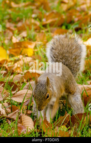 Scoiattolo carino alla ricerca di cibo attraverso la caduta foglie di autunno a Central Park di New York Foto Stock