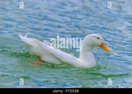 White Pekin Duck nuotare in un lago in un giorno di estate in Florida. Foto Stock