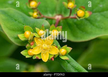 Arbustiva Iperico, o dolce-ambra, Hypericum androsaemum, fiori e boccioli, Luglio, Monmouthshire Foto Stock