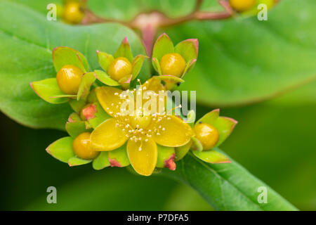 Arbustiva Iperico, o dolce-ambra, Hypericum androsaemum, fiori e boccioli, Luglio, Monmouthshire Foto Stock