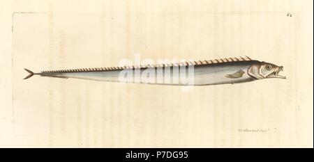 Cutlassfish, Lepidopus caudatus (lepidopus portoghese, Lepidopus lusitanicus). Handcolored incisione su rame disegnato e inciso da Richard Polydore Nodder da William Elford Leach della miscellanea zoologica, McMillan, Londra, 1815. Foto Stock