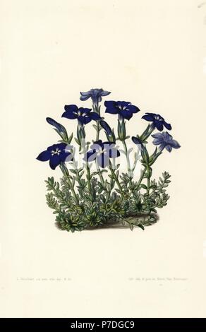 La genziana bavarese, Gentiana bavarica. Litografia Handcolored da Stroobant da Louis van Houtte e Charles Lemaire di fiori dei giardini e serre di Europa, Flore des Serres et des jardins de l'Europe, Gand, Belgio, 1851. Foto Stock