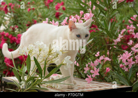 Gatto Bianco seduti tra gli oleandri arbusti Foto Stock