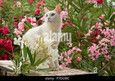 Gatto Bianco seduti tra gli oleandri arbusti Foto Stock