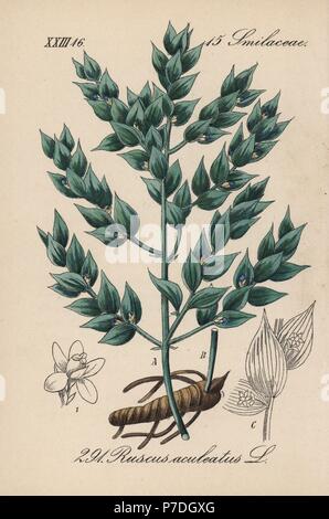 Il pungitopo Ruscus aculeatus. Handcolored litografia dal Diederich von Schlechtendal tedesco della Flora (Flora von Deutschland), Jena, 1871. Foto Stock