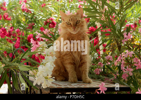 Lo zenzero cat seduto su una tabella tra gli oleandri Foto Stock