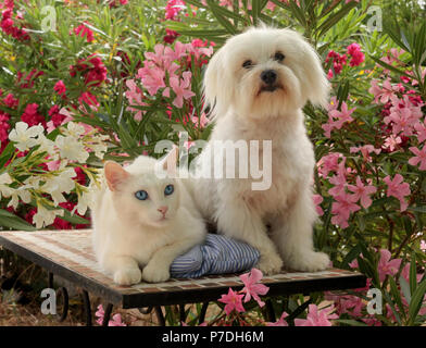 Un bianco cane maltesi e un gatto bianco giacente nel giardino tra gli oleandri arbusti Foto Stock