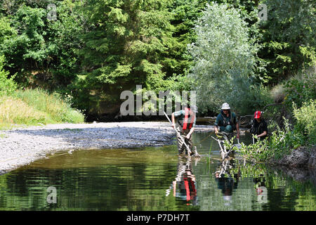 Personale dell'Agenzia per l'ambiente il salvataggio di trote e salmoni sul fiume teme in Herefordshire, dove i pesci sono sempre intrappolati in piccole piscine lungo parti del letto del fiume che si sono essiccati fino a causa del caldo. Foto Stock