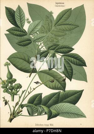 Soapberry, Schleichera trijuga. Chromolithograph dopo una illustrazione botanica da Hermann Adolph della Koehler piante medicinali, edito da Gustav Pabst, Koehler, Germania, 1887. Foto Stock