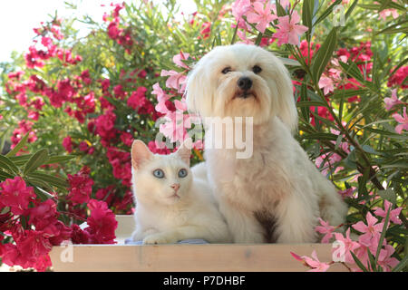 Un bianco cane maltesi e un gatto bianco giacente nel giardino tra gli oleandri arbusti Foto Stock