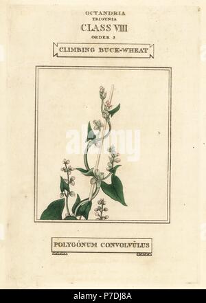 Wild grano saraceno, Fallopia convolvulus (arrampicata grano saraceno, Polygonum convolvulus). Handcolored incisione su rame dopo una illustrazione di Richard Duppa dalla sua le classi e gli ordini del sistema Linnaean di botanica, Longman, Hurst, Londra, 1816. Foto Stock