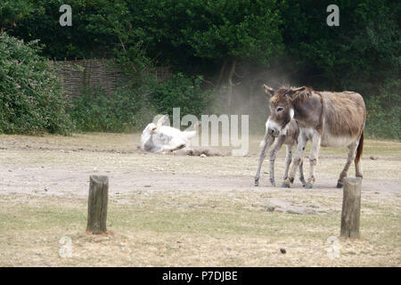 4 Luglio, 2018 Godshill, Hampshire, Regno Unito. Iconico nuova foresta "Pony" delizie in un bagno di polvere nel calore di un insolitamente calda estate inglese a loro f Foto Stock