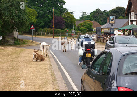4 Luglio, 2018 Godshill, Hampshire, Regno Unito. Nuova Foresta donkies vagare la strada e fermare il traffico vicino il loro ritrovo preferito al di fuori della lotta Co Foto Stock
