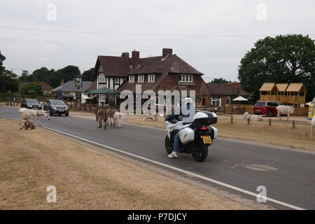 4 Luglio, 2018 Godshill, Hampshire, Regno Unito. Nuova Foresta donkies vagare la strada e fermare il traffico vicino il loro ritrovo preferito al di fuori della lotta Co Foto Stock