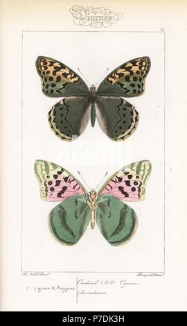 Il Cardinale butterfly, Argynnis pandora, dorsale e ventrale di opinioni. Handcolored incisione in acciaio dai fratelli Pauquet dopo una illustrazione da Alexis Nicolas Noel da Hippolyte Lucas Storia naturale della politica europea di farfalle, Histoire Naturelle des Lepidopteres d'Europa, 1864. Foto Stock