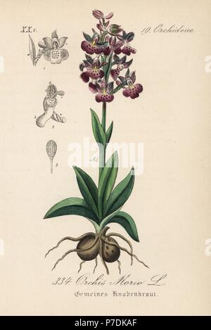 Verde-winged orchid o verde-venato, orchidea Anacamptis morio (Orchis morio). Handcolored litografia dal Diederich von Schlechtendal tedesco della Flora (Flora von Deutschland), Jena, 1871. Foto Stock