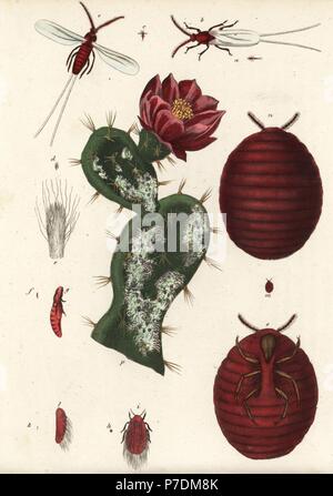 La cocciniglia beetle, Dactylopius coccus (Coccus cacti) su un fico d'india, cactus Opuntia specie. Litografia Handcolored da Georg Friedrich Treitschke's Galleria di Storia Naturale, Naturhistorischer Bildersaal des Thierreiches, Liepzig, 1840. Foto Stock