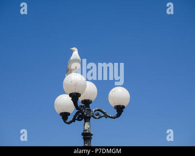 Aringa Gull, Larus argentatus, appollaiato su una lampada da strada con spazio per la copia. Foto Stock