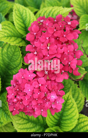 Pink Hydrangea Close-up Foto Stock