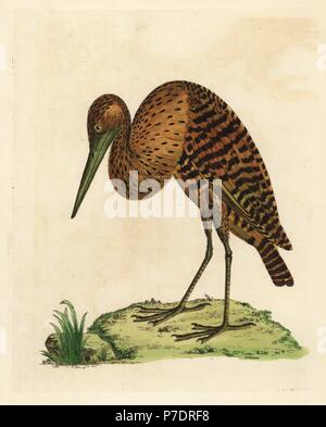 Sud America o pinnated tarabuso, Botaurus pinnatus. (Brasiliano tarabuso, Ardea brasiliensis.) da un campione in possesso di Thomas Pennant. Handcolored incisione su rame da Peter Brown dal suo nuovo illustrazioni di zoologia, B. Bianco, Londra, 1776. Foto Stock