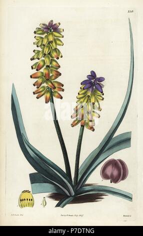 Giallo giacinto di uva o di grande capsuled muscari, Muscari macrocarpum. Handcolored incisione su rame di Weddell dopo una illustrazione botanica da Edward Dalton Smith da Robert Dolce è il British Flower Garden, Ridgeway, Londra, 1827. Foto Stock