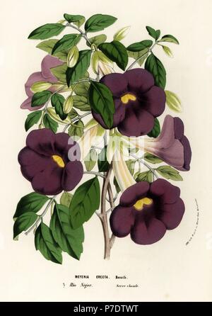 Bush clockvine e king's-mantello, Thunbergia erecta (Meyenia erecta). Litografia Handcolored da Louis van Houtte e Charles Lemaire di fiori dei giardini e serre di Europa, Flore des Serres et des jardins de l'Europe, Gand, Belgio, 1856. Foto Stock