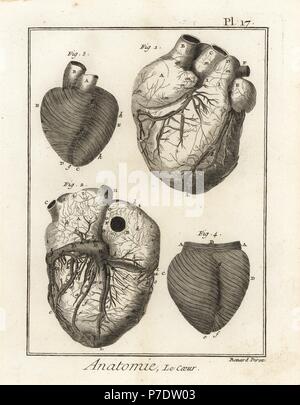 Viste anatomiche del cuore umano, la muscolatura e la circolazione del sangue. Incisione su rame di Robert Benard dopo una illustrazione da Jean-Baptiste Senac da Denis Diderot enciclopedia, pellet, Ginevra, 1779. Foto Stock