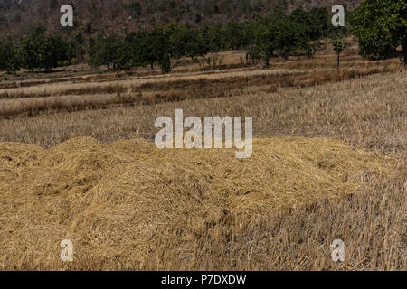 Una risaia picchetti di paglia immagazzinamento dopo la raccolta dal campo di coltivazione nella stagione primaverile. Foto Stock