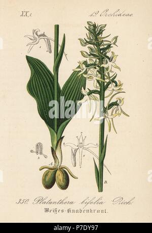 Minor butterfly-orchid, Platanthera bifolia. Handcolored litografia dal Diederich von Schlechtendal tedesco della Flora (Flora von Deutschland), Jena, 1871. Foto Stock