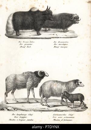 Yak, Bos grunniens (vulnerabili), muschio ox, Ovibos moschatus selvagge di mufloni, Ovis longipes palaeoaegyptiacus (estinto), e rosso di ovini, Ovis aries. Litografia da Karl Joseph Brodtmann da Heinrich Rudolf Schinz illustrato della Storia Naturale di uomini e animali, 1836. Foto Stock