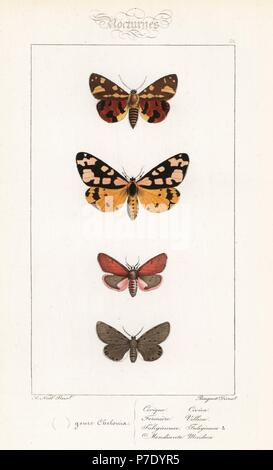 Brown tiger moth, Hyphoraia aulica, crema-spot tiger moth, Epicallia villica, ruby tiger, Phragmatobia fuliginosa, e mussola di Tarma, Diaphora mendica. Handcolored incisione in acciaio dai fratelli Pauquet dopo una illustrazione da Alexis Nicolas Noel da Hippolyte Lucas Storia naturale della politica europea di farfalle, Histoire Naturelle des Lepidopteres d'Europa, 1864. Foto Stock